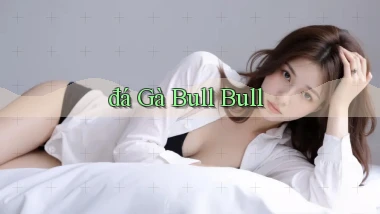 đá gà Bull Bull
